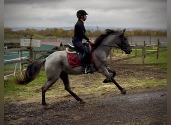 Cruzado, Stute, 3 Jahre, 150 cm, Roan-Blue