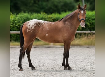 Cruzado, Stute, 3 Jahre, 153 cm, Tigerschecke