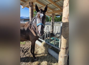 Cruzado Mix, Stute, 3 Jahre, 154 cm, Dunkelbrauner