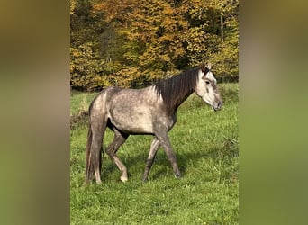 Cruzado, Stute, 3 Jahre, 154 cm, Schimmel