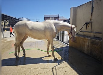 Cruzado, Stute, 3 Jahre, 155 cm, Cremello
