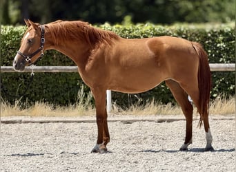 Cruzado, Stute, 4 Jahre, 150 cm, Fuchs