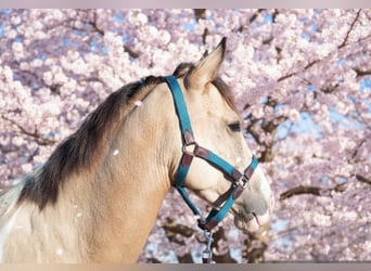 Cruzado, Stute, 4 Jahre, 153 cm, Palomino