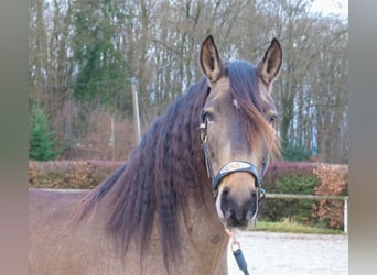 Cruzado, Stute, 4 Jahre, 157 cm, Falbe