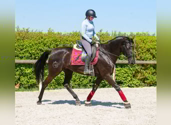 Cruzado, Stute, 4 Jahre, 158 cm, Rappe
