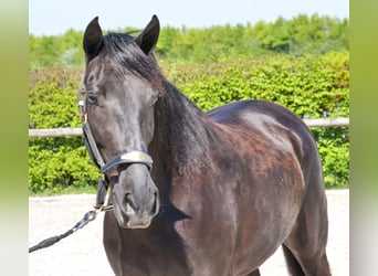 Cruzado, Stute, 4 Jahre, 158 cm, Rappe