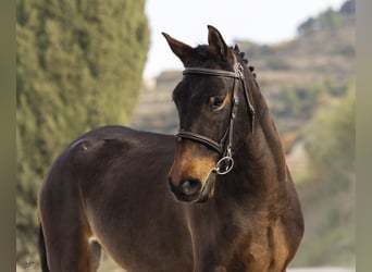 Cruzado, Stute, 4 Jahre, 160 cm, Brauner