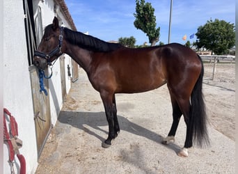 Cruzado, Stute, 4 Jahre, 160 cm, Brauner