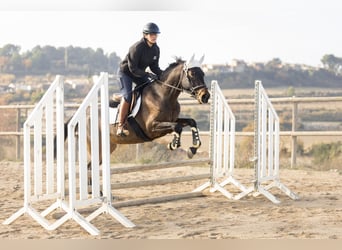 Cruzado, Stute, 4 Jahre, 160 cm, Brauner