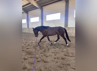 Cruzado, Stute, 4 Jahre, 160 cm, Brauner