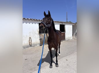 Cruzado, Stute, 4 Jahre, 160 cm, Brauner