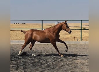 Cruzado, Stute, 4 Jahre, 160 cm, Fuchs