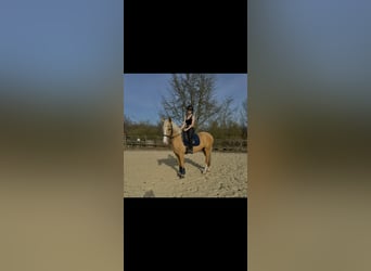 Cruzado, Stute, 4 Jahre, 160 cm, Palomino