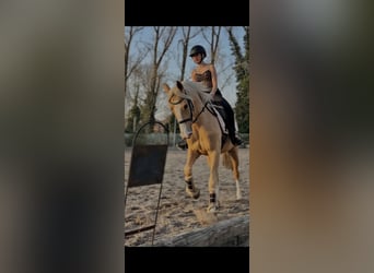 Cruzado, Stute, 4 Jahre, 160 cm, Palomino