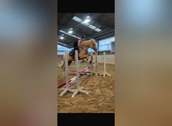 Cruzado, Stute, 4 Jahre, 160 cm, Palomino
