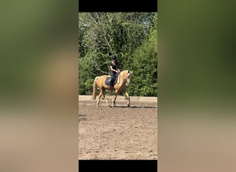 Cruzado, Stute, 4 Jahre, 160 cm, Palomino