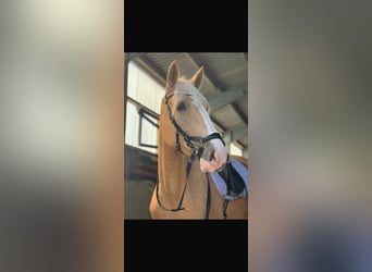 Cruzado, Stute, 4 Jahre, 160 cm, Palomino