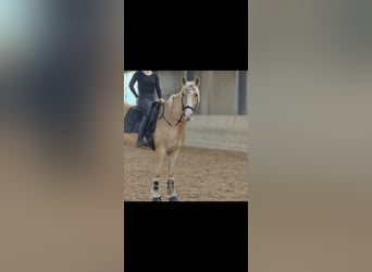 Cruzado, Stute, 4 Jahre, 160 cm, Palomino