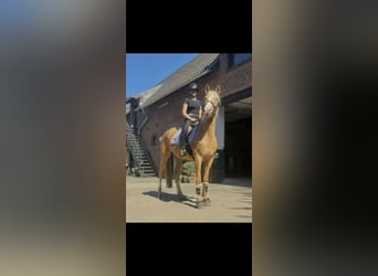 Cruzado, Stute, 4 Jahre, 160 cm, Palomino