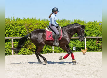 Cruzado, Stute, 4 Jahre, 160 cm, Rappe