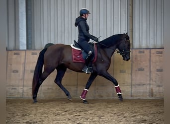 Cruzado, Stute, 4 Jahre, 162 cm, Dunkelbrauner