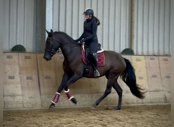 Cruzado, Stute, 4 Jahre, 162 cm, Dunkelbrauner
