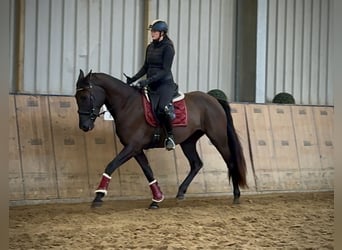 Cruzado, Stute, 4 Jahre, 162 cm, Dunkelbrauner
