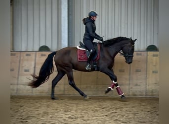 Cruzado, Stute, 4 Jahre, 162 cm, Dunkelbrauner