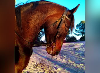 Cruzado, Stute, 4 Jahre, 165 cm, Brauner