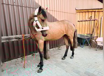 Cruzado, Stute, 4 Jahre, 165 cm, Falbe