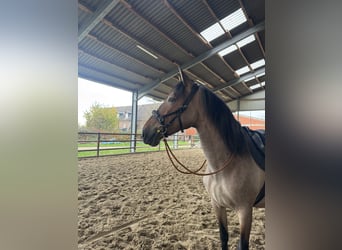 Cruzado Mix, Stute, 4 Jahre, 167 cm, Braunfalbschimmel