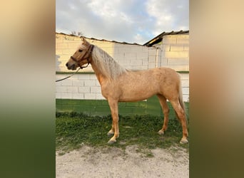 Cruzado, Stute, 4 Jahre