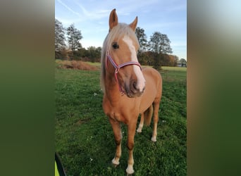 Cruzado Mix, Stute, 5 Jahre, 149 cm, Palomino