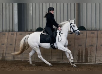 Cruzado, Stute, 5 Jahre, 150 cm, Schimmel