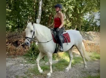 Cruzado, Stute, 5 Jahre, 150 cm, Schimmel