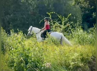 Cruzado, Stute, 5 Jahre, 150 cm, Schimmel