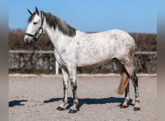 Cruzado, Stute, 5 Jahre, 155 cm