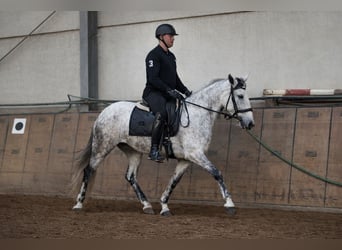 Cruzado, Stute, 5 Jahre, 155 cm, Schimmel