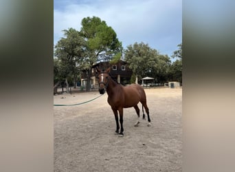 Cruzado, Stute, 5 Jahre, 156 cm, Rotbrauner