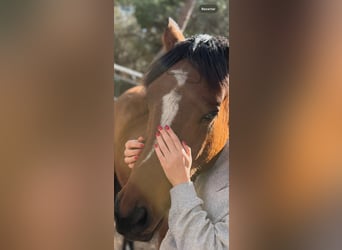 Cruzado, Stute, 5 Jahre, 156 cm, Rotbrauner