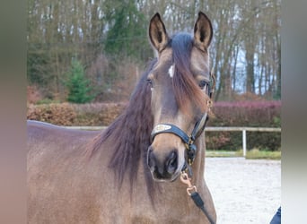 Cruzado, Stute, 5 Jahre, 157 cm, Falbe