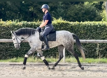 Cruzado, Stute, 5 Jahre, 160 cm, Apfelschimmel