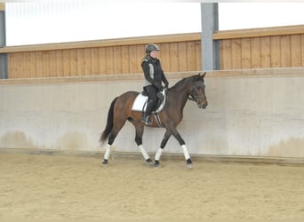 Cruzado, Stute, 5 Jahre, 160 cm, Brauner