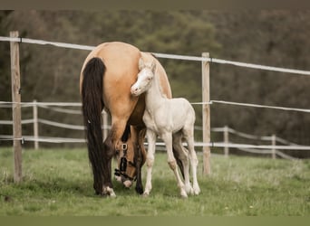 Cruzado, Stute, 5 Jahre, 160 cm, Buckskin