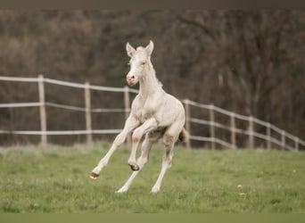 Cruzado, Stute, 5 Jahre, 160 cm, Buckskin