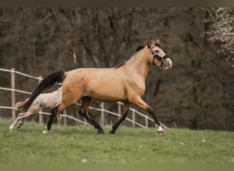 Cruzado, Stute, 5 Jahre, 160 cm, Buckskin