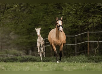 Cruzado, Stute, 5 Jahre, 160 cm, Buckskin