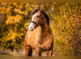 Cruzado Mix, Stute, 5 Jahre, 160 cm