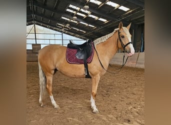 Cruzado, Stute, 5 Jahre, 160 cm, Palomino