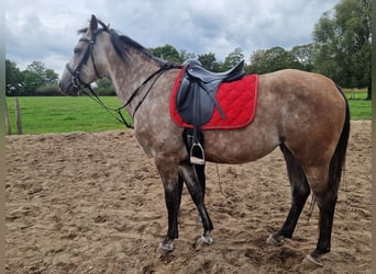 Cruzado, Stute, 5 Jahre, 160 cm, Schimmel